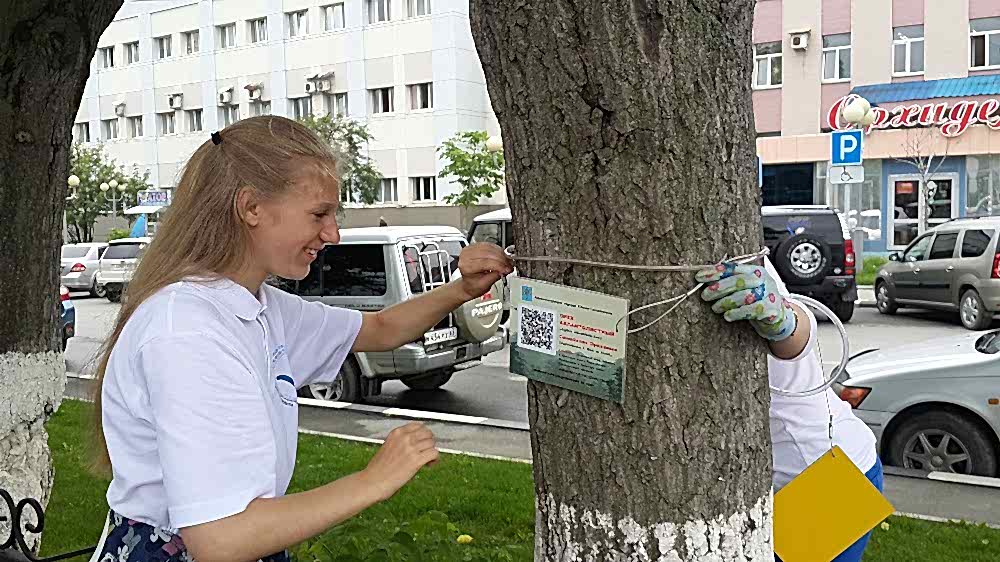 На 200 краснокнижных деревьях Южно-Сахалинска появятся QR-коды